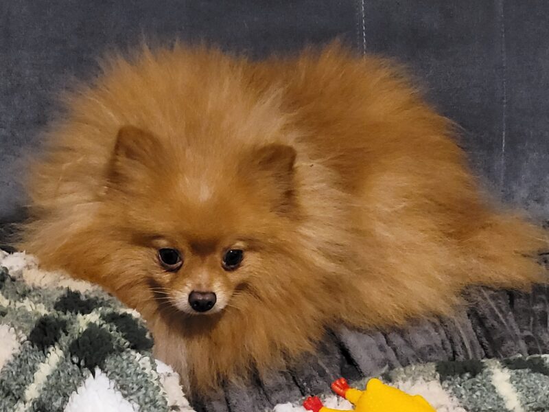 Zaginął Szpic Miniaturowy