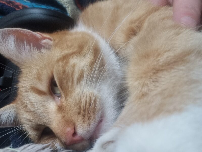 Zaginął rudy kot Borys Bytom - Karb