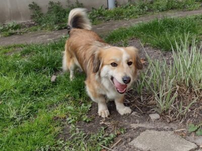 Zaginęła suczka Luna