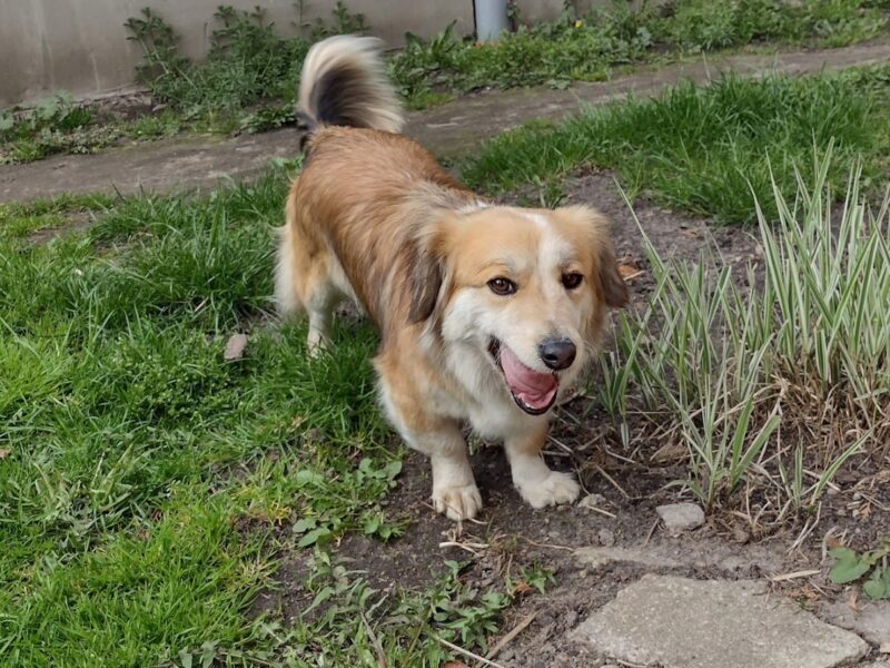 Zaginęła suczka Luna