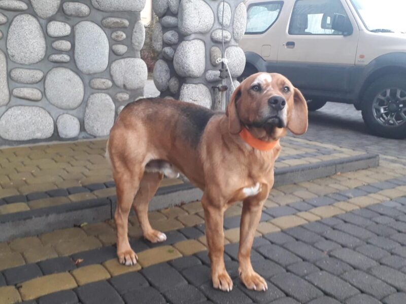 Zaginął Pies Rasy Ogar Polski