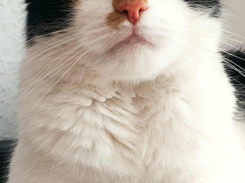 Zaginęła kotka Tusia