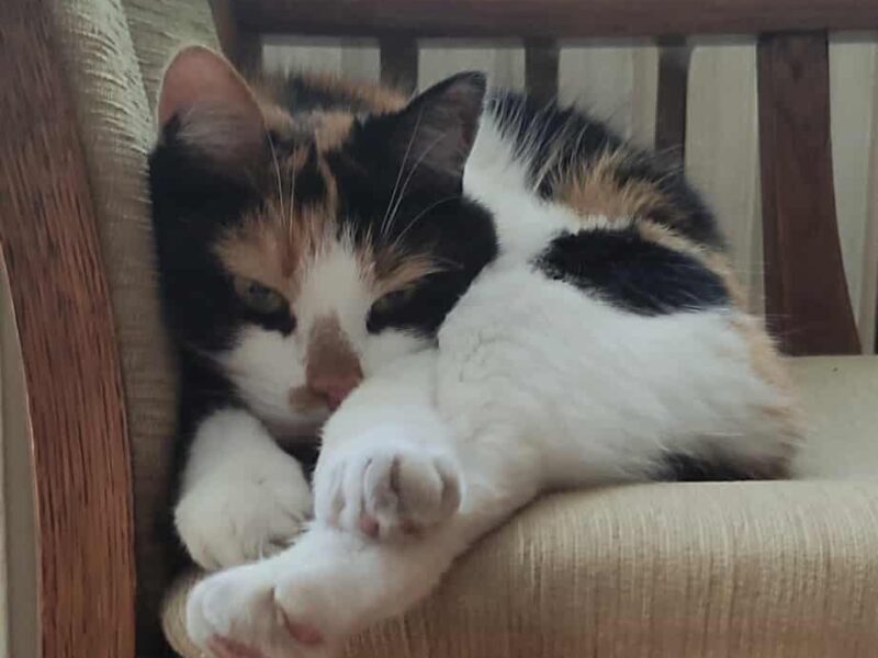 Zaginęła kotka Tusia