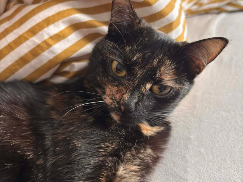 Zaginęła kotka Dzidzia