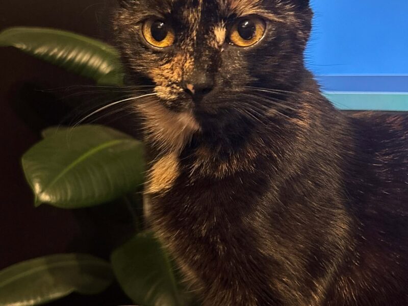 Zaginęła kotka Dzidzia