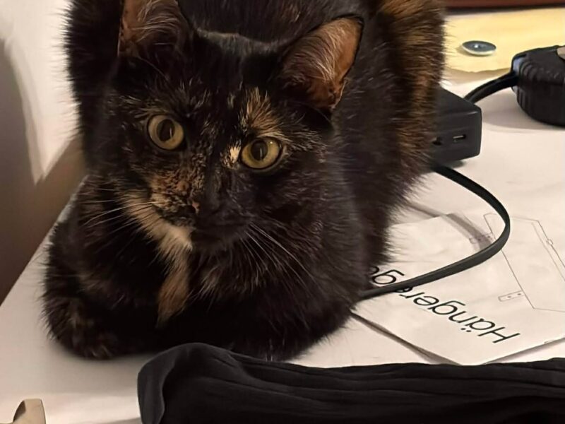 Zaginęła kotka Dzidzia