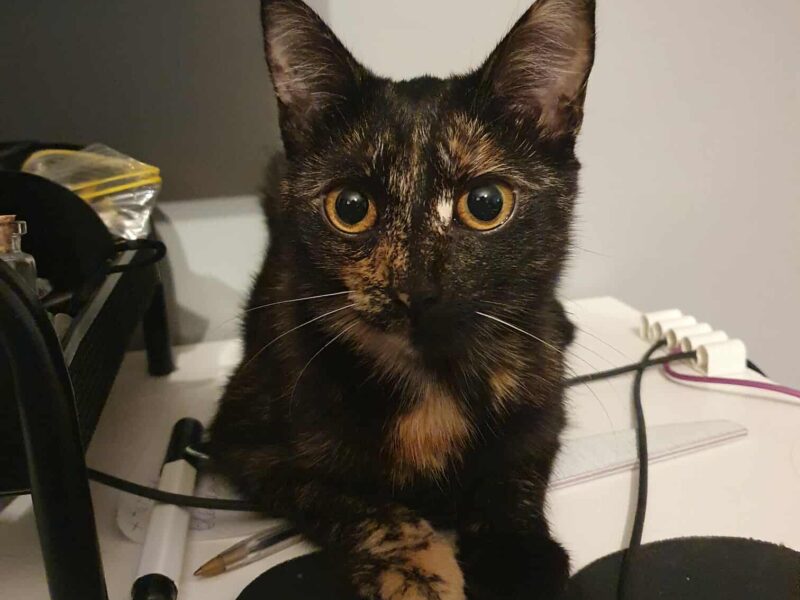 Zaginęła kotka Dzidzia