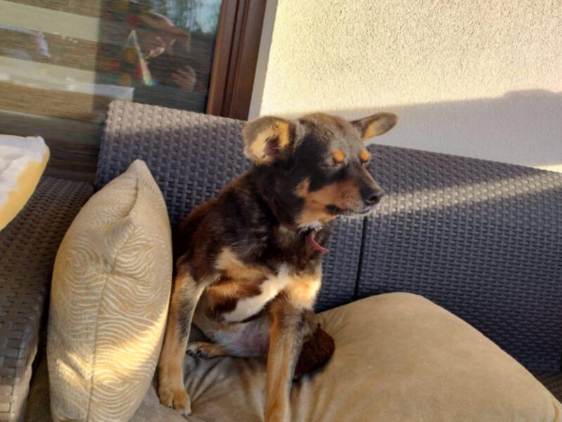 Zaginął Piesek Węglew wielkopolskie