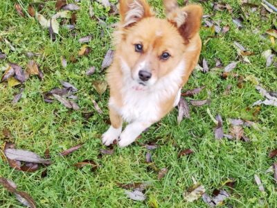 Zaginęła sunia Dalia