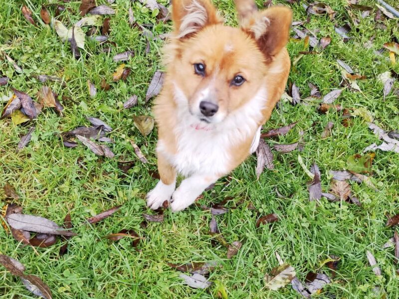 Zaginęła sunia Dalia