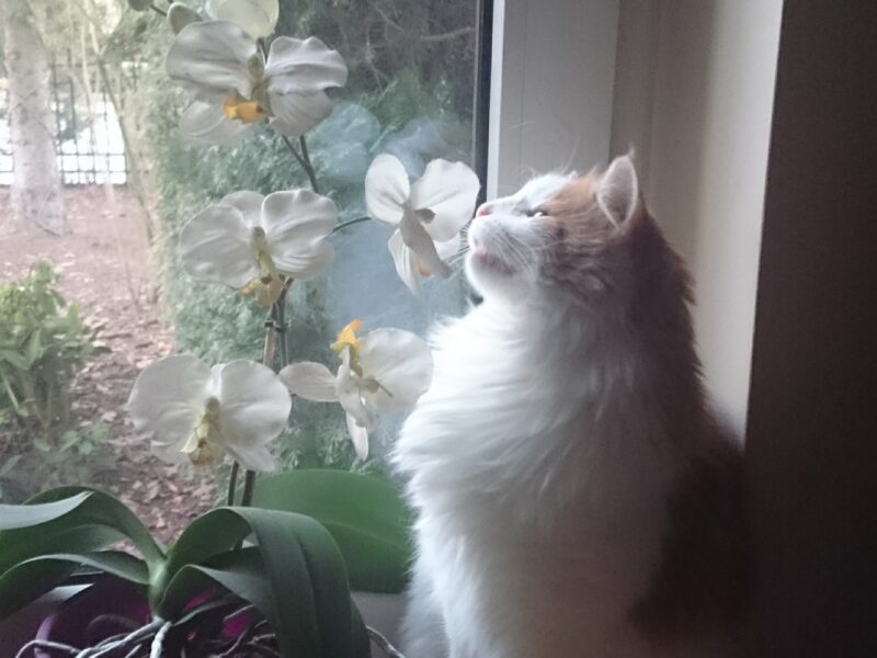 Zaginął kot Puszek