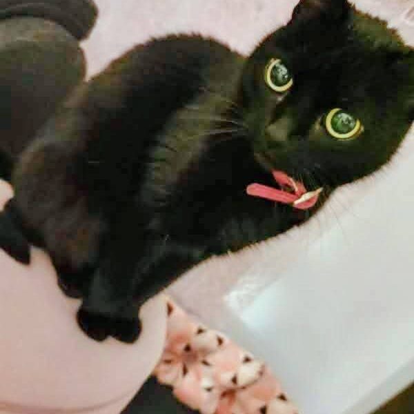 Zaginęła chora kotka Zuzia