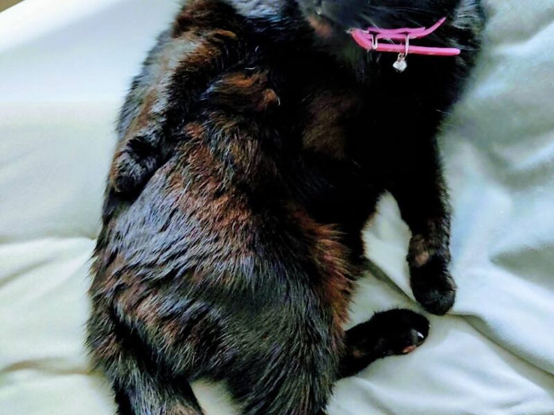 Zaginęła chora kotka Zuzia