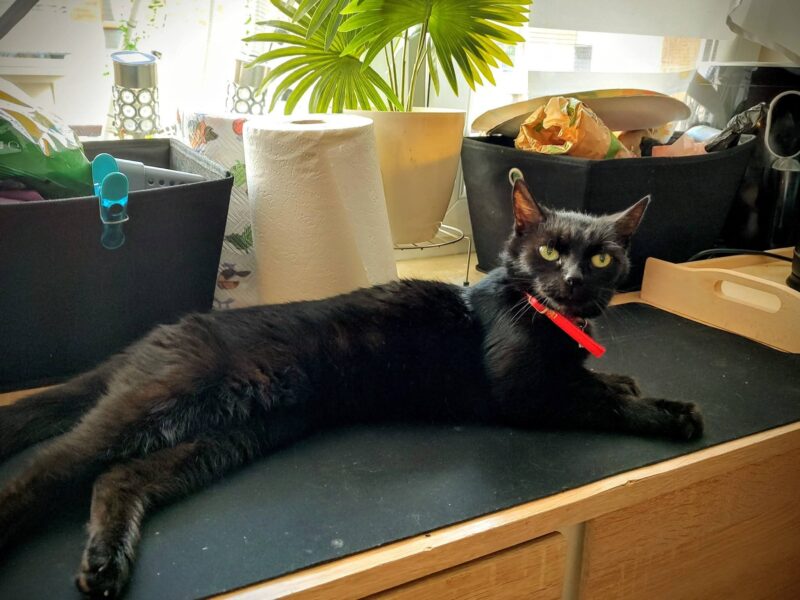 Zaginęła chora kotka Zuzia