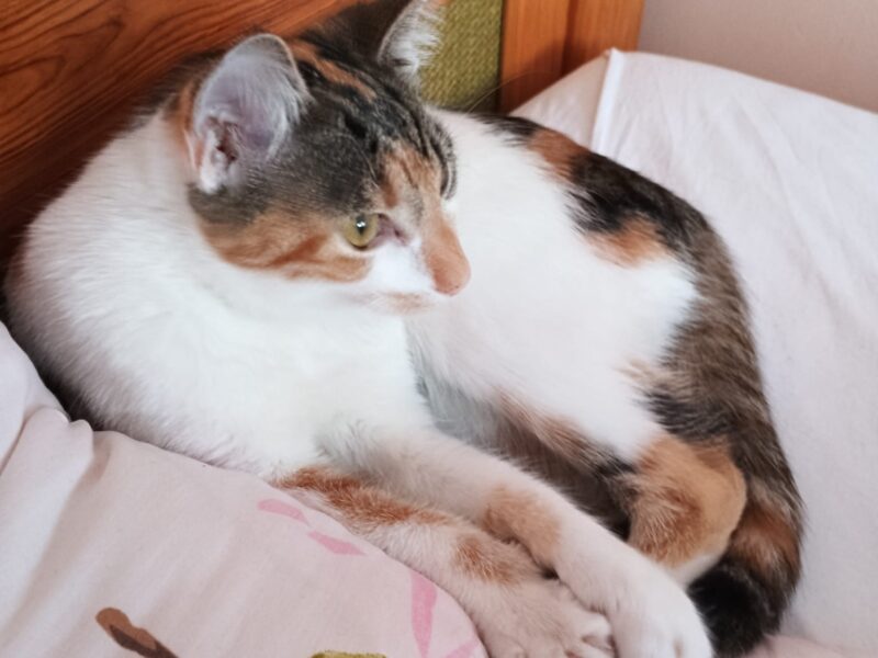 Zaginęła kotka Misia