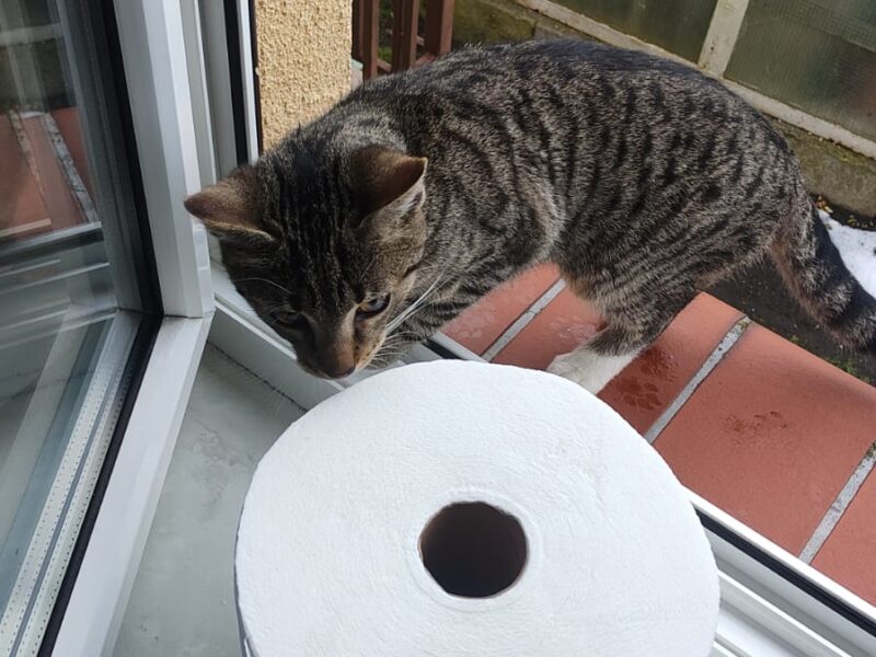 Zaginął kotek 5 miesięczny