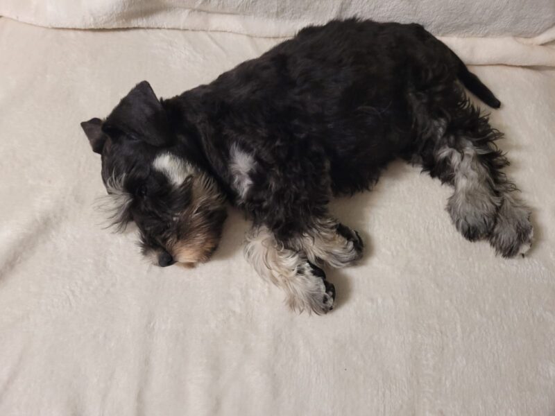 Zaginął szczeniak Theo