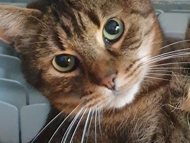 Zaginął kotek Dzinks