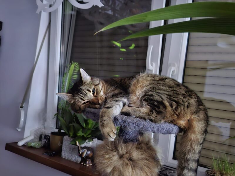 Zaginął kotek Dzinks