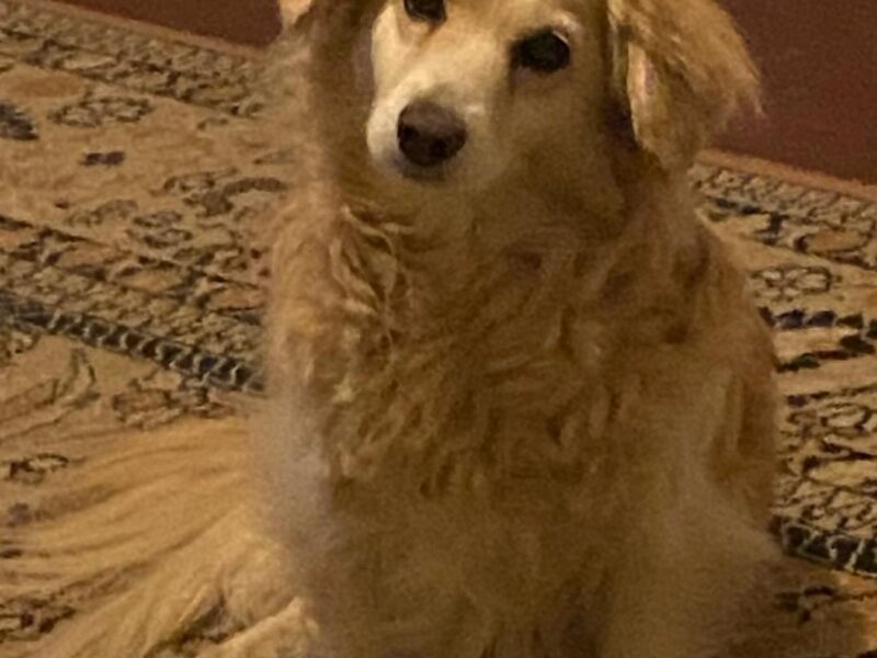 Zaginęła sunia Emilia