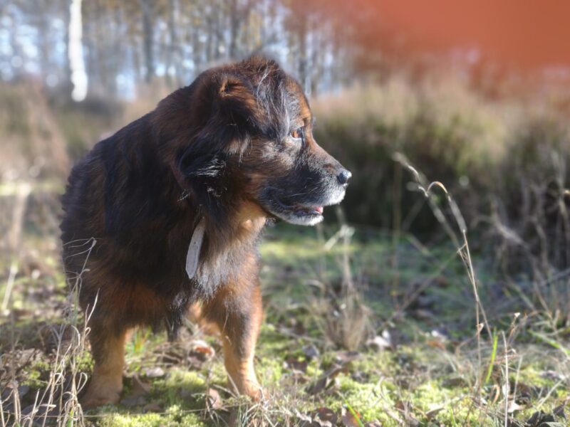 Zaginął piesek Bursztyn