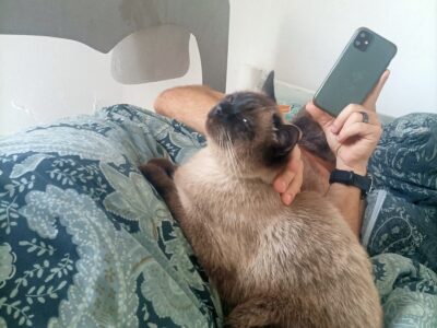 Zaginął kotek Murczyk