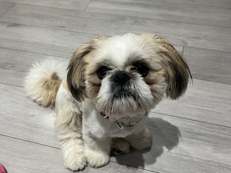 Zaginął Karmelek rasy Shih Tzu !!!