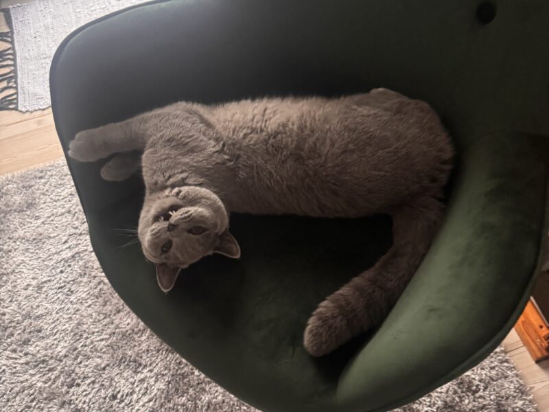 Zaginął kotek Teddy Emilia/k. Zgierza