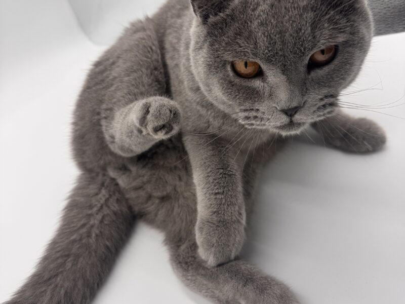 Zaginął kotek Teddy Emilia/k. Zgierza