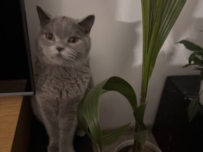 Zaginął kotek Teddy Emilia/k. Zgierza