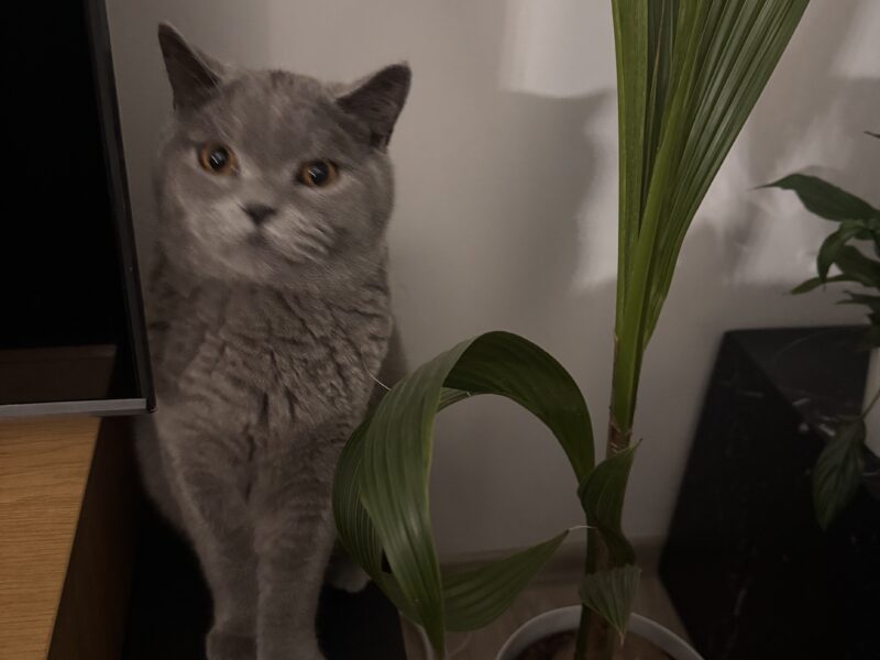 Zaginął kotek Teddy Emilia/k. Zgierza