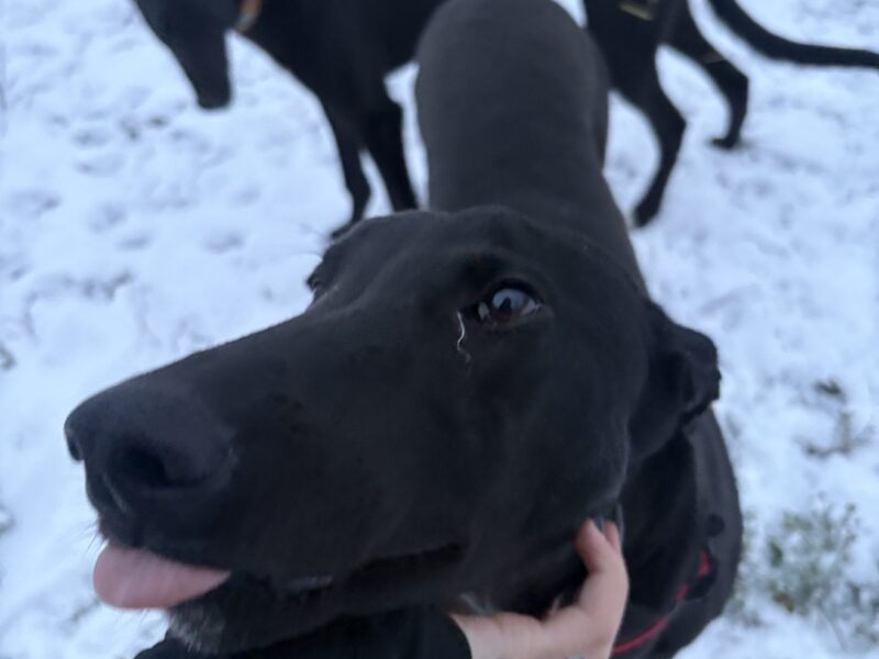 Zaginął Pies Marvel !