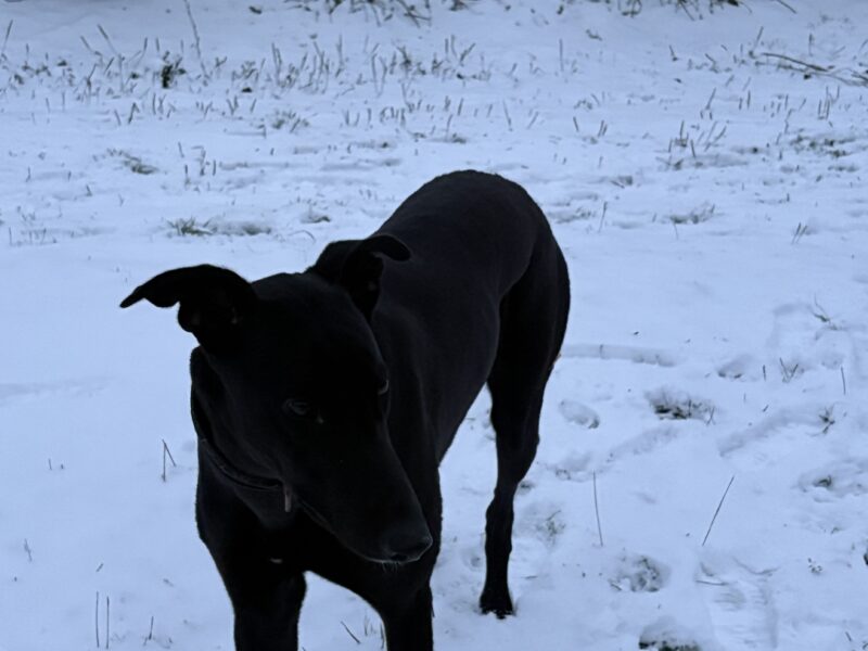Zaginął Pies Marvel !