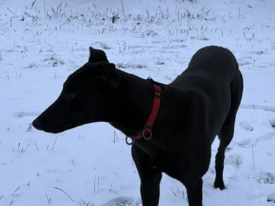 Zaginął Pies Marvel !