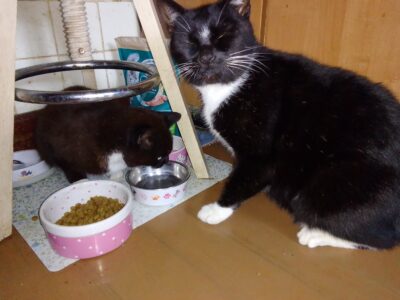 Zaginął kocurek Motek