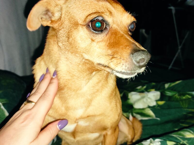 Zaginęła 29.12 Otwock Molly