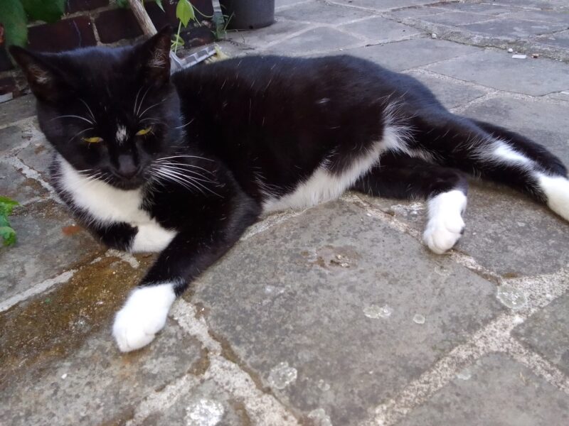 Zaginął kocurek Motek