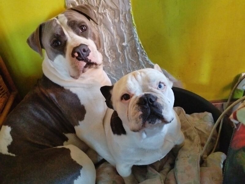 Zaginął Amstaff Blue