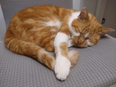 Zaginął rudo-biały kocur