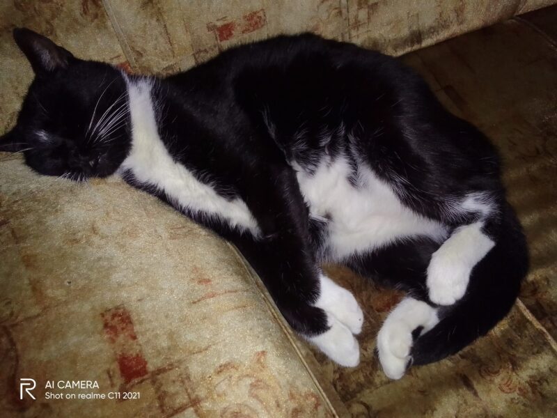 Zaginął kocurek Motek