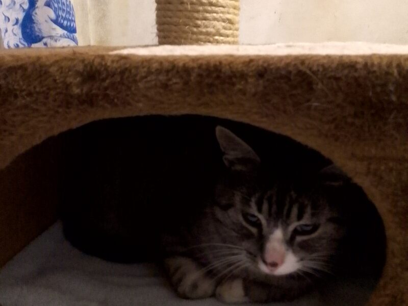 Zaginął kot Czaruś