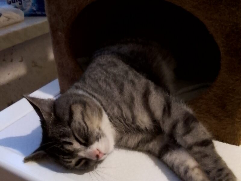 Zaginął kot Czaruś