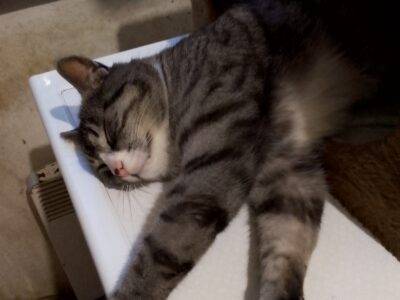 Zaginął kot Czaruś