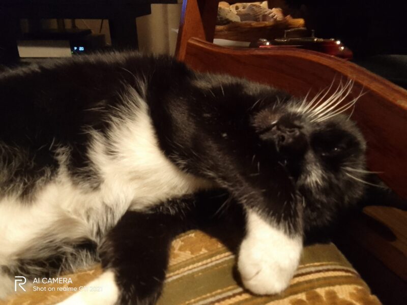 Zaginął kocurek Motek