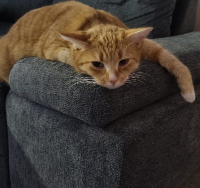 Zaginęła ruda kotka bez ogonka