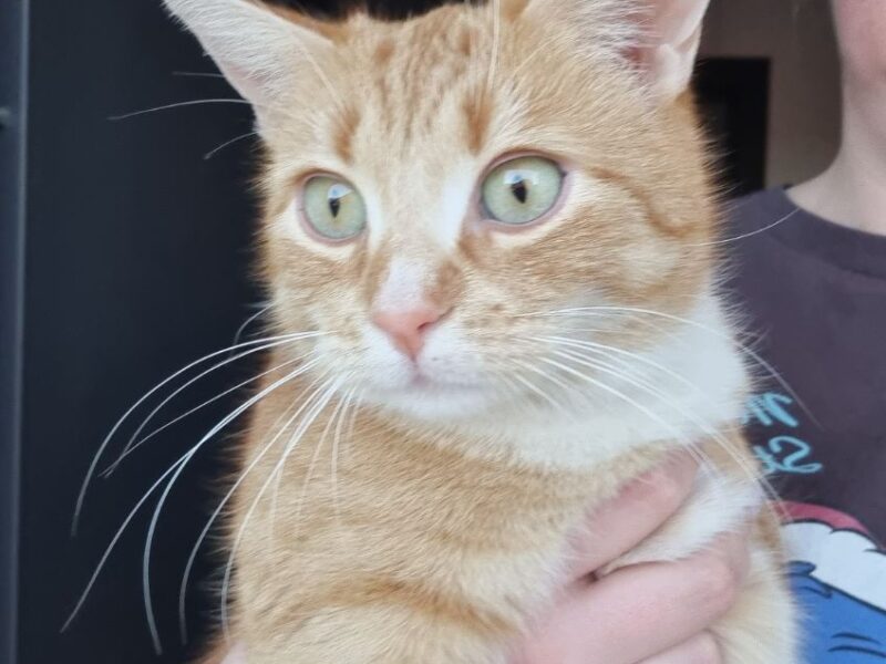 Zaginęła ruda kotka bez ogonka