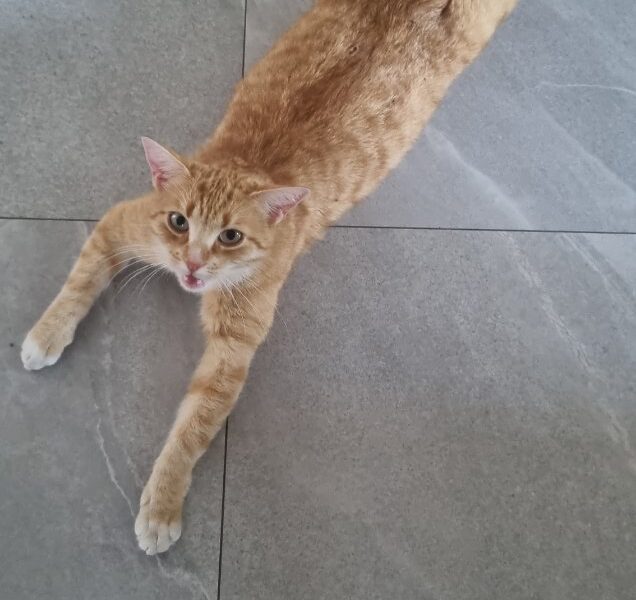 Zaginęła ruda kotka bez ogonka