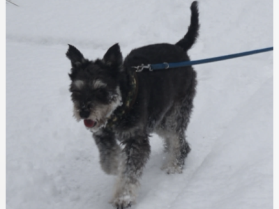 Zaginęła suczka Miki