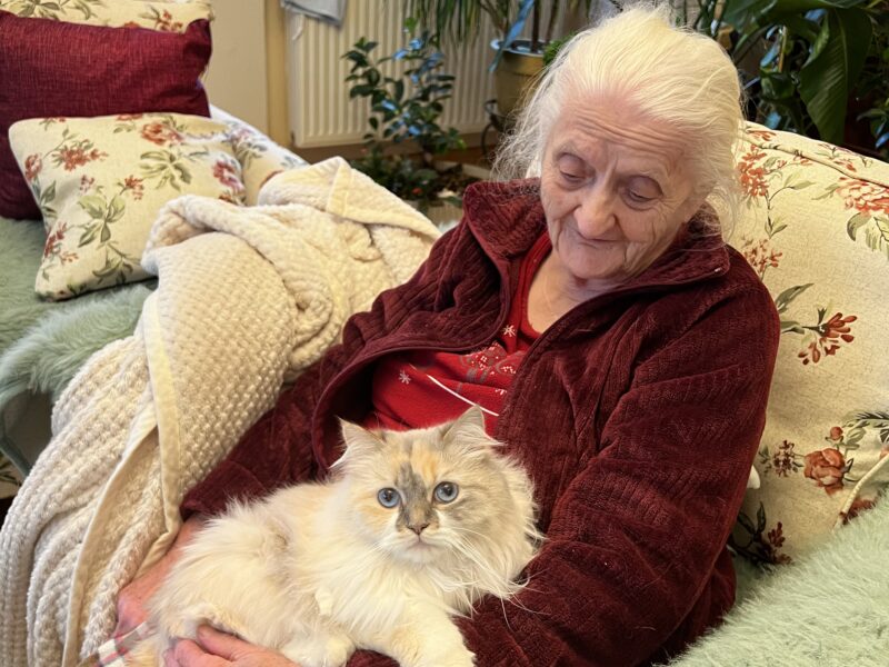 Zaginęła kotka Nala