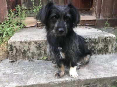 Zaginęła suczka Puśka !